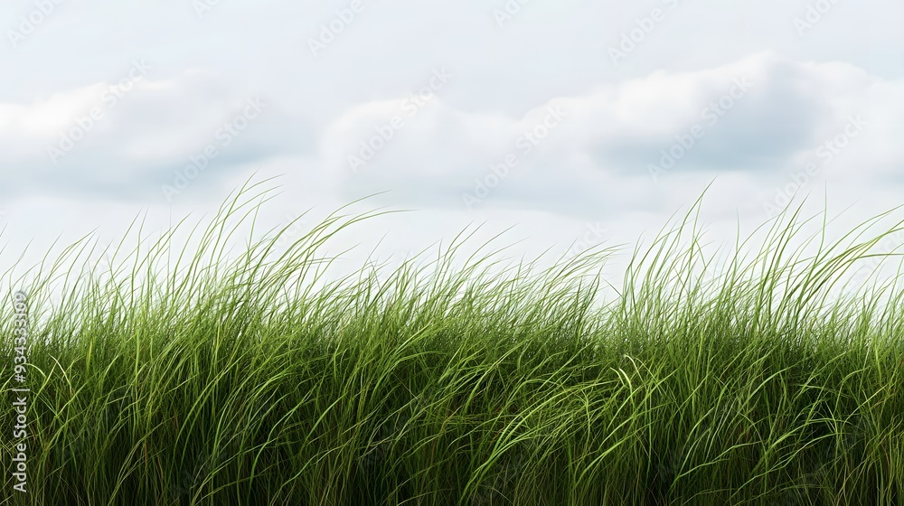Tall green grass swaying gently under a cloudy sky with soft lighting Tall green grass swaying gently under a cloudy sky with soft lighting