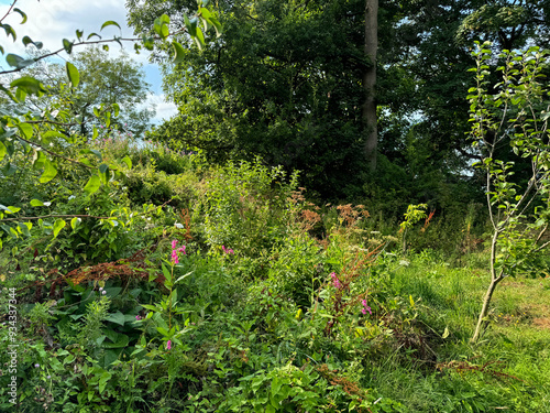 A lush, green garden area is filled with various plants and trees. Pink flowers are sporadically scattered among the dense foliage, adding vibrant spots of color to the green scenery in, Mirfield, UK photo