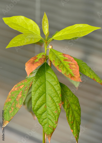 Avocado Persea americana young homegrown plant with sick leaves turning brown detail