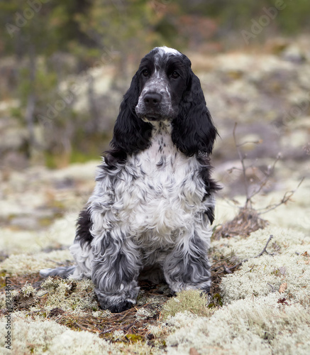 Portrait of a purebred English Cocker Spaniel puppy. Color blue roan. Age six months. Summer. Wild nature. The puppy sits on white moss and looks into the frame. Trees are visible in the background.