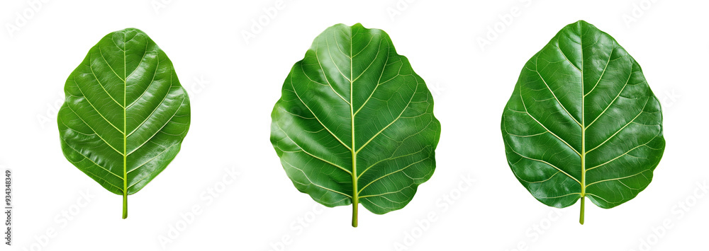 Set of three green leaves isolated on a transparent background, perfect for Earth Day environmental themes and nature concepts Set of three green leaves isolated on a transparent background, perfect for Earth Day environmental themes and nature concepts