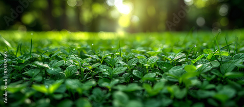 A lush green field with a bright sun shining on it. The grass is wet and the sun is shining through the leaves