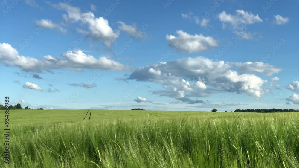 Wheat field on blue sky by harvest