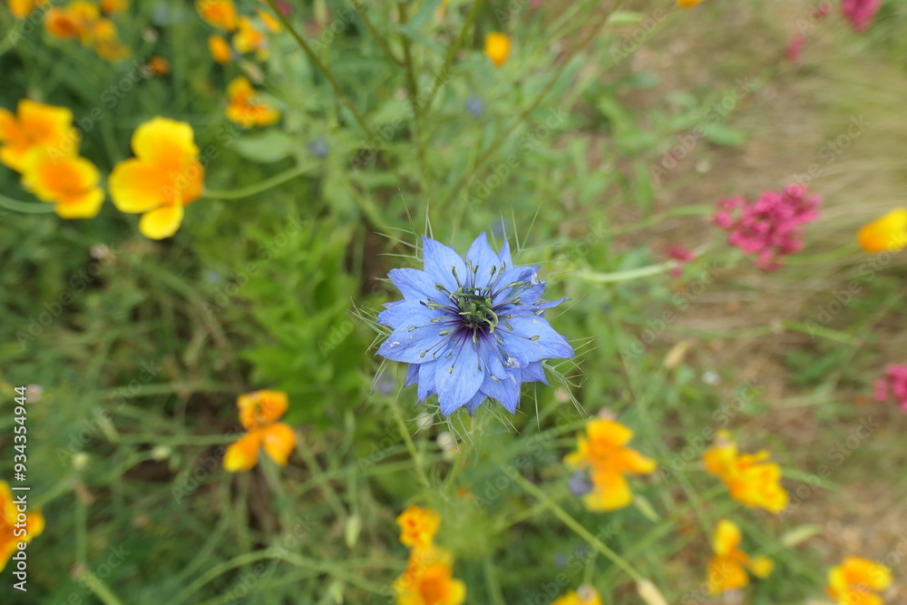 Nigella damascena - Delicate Blue Love-in-a-Mist Flower Nigella damascena - Delicate Blue Love-in-a-Mist Flower