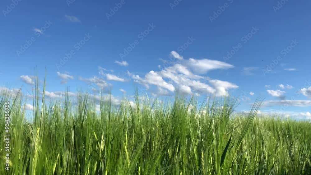 Wheat field on blue sky by harvest Wheat field on blue sky by harvest