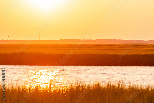 Wallpaper Mural Shore Birds flying in the salt marsh in between Avalon, New Jersey and the Cape May National Wildlife Refuge at Sunset or golden hour Torontodigital.ca