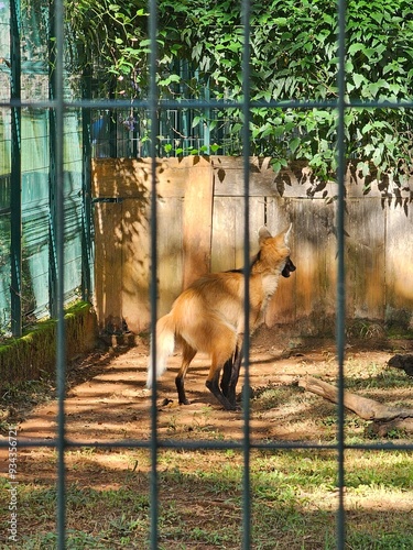lobo fazendo coco photo