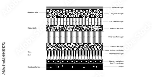 Retina structure poster