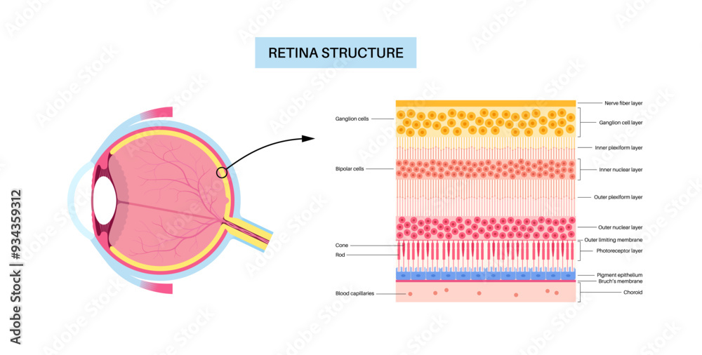 Retina structure poster