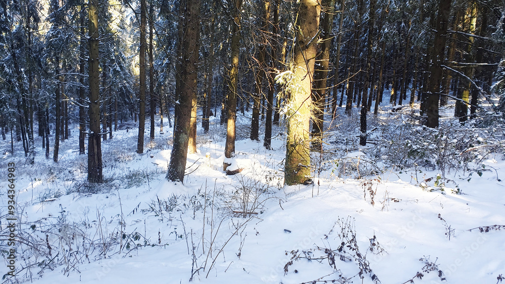 Fototapeta premium Much trees with snow in winter forest. Nature background.