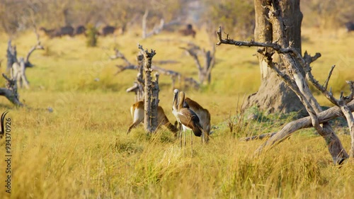 Two Saddle-billed Storks (Ephippiorhynchus senegalensis) forage in the lush grass of Botswana's savannah, their distinctive saddle-shaped bills probing for food, while antelopes graze in the backgroun photo