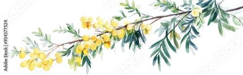 Watercolor depiction of Acacia plant