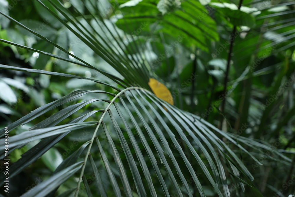 botanical garden, greenhouse, tropical plants, exotic leaves, green foliage, nature, environment, tropical garden, plant close-up, lush greenery, indoor plants, nature photography botanical garden, greenhouse, tropical plants, exotic leaves, green foliage, nature, environment, tropical garden, plant close-up, lush greenery, indoor plants, nature photography
