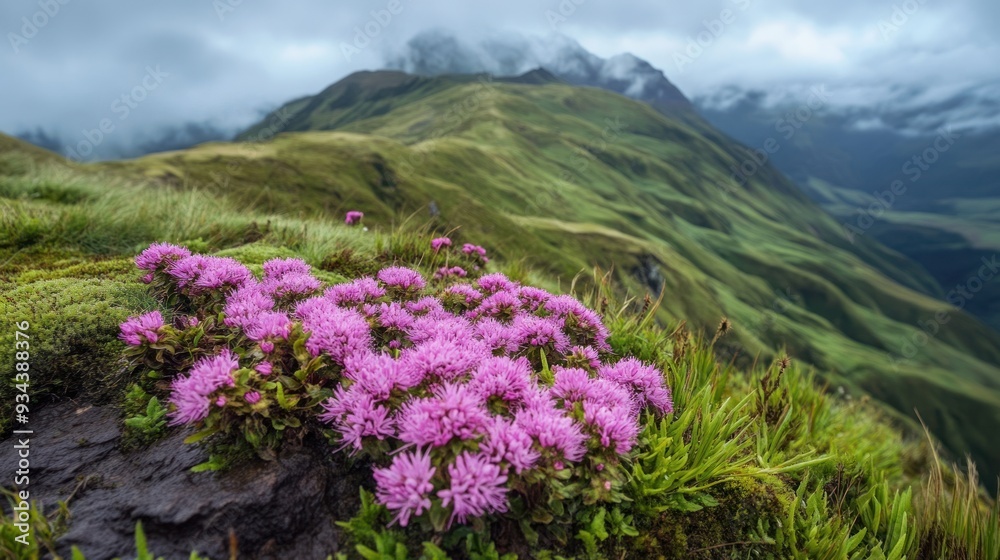 Obraz premium Pink Flowers Blooming on a Mountainside
