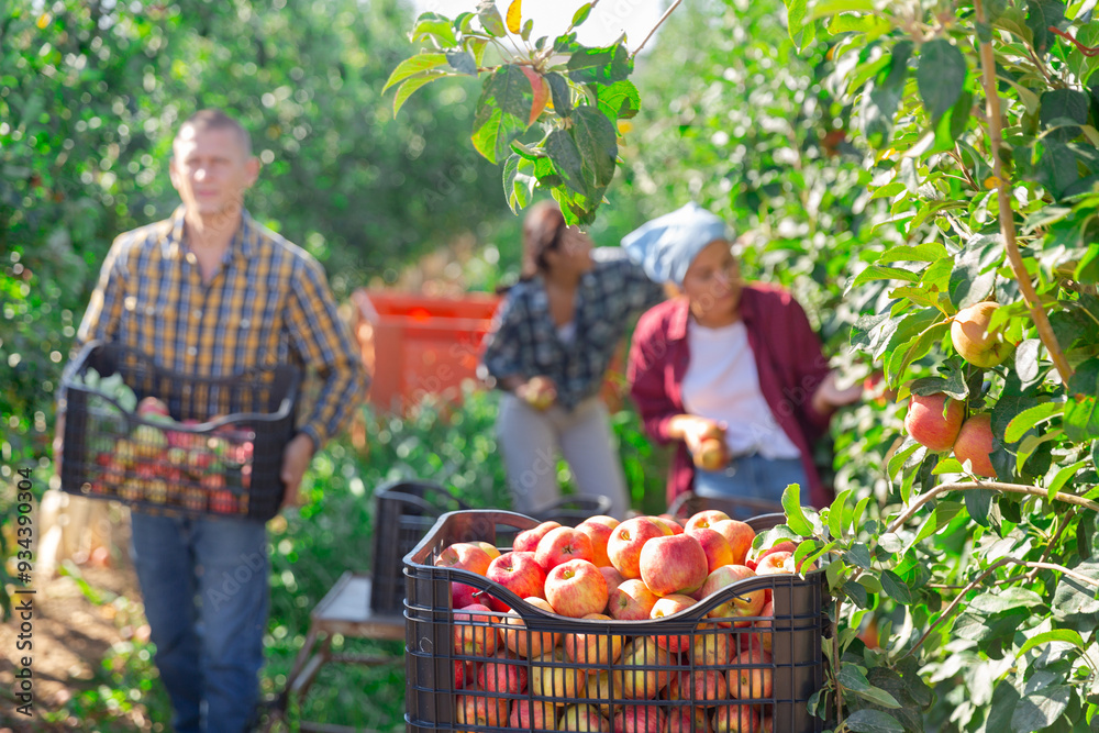Fototapeta premium Freshly picked ripe sweet apples in plastic boxes in farm garden on background of peoples harvesting fruits on summer day