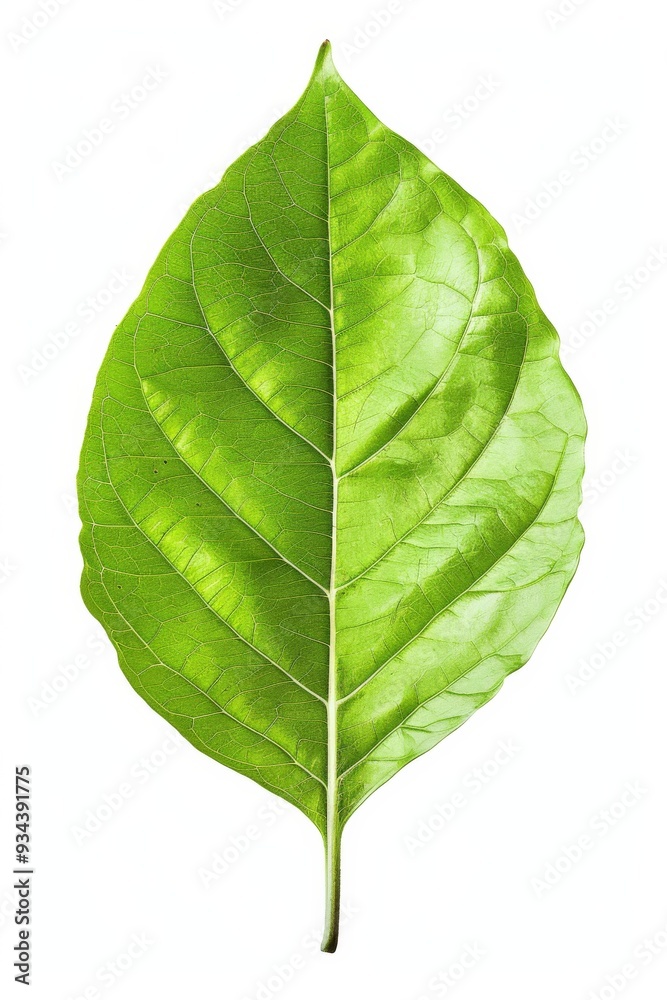 Obraz premium Green leaf isolated on a white background, highlighting its vibrant color intricate details.