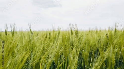 Field_landscape_photography