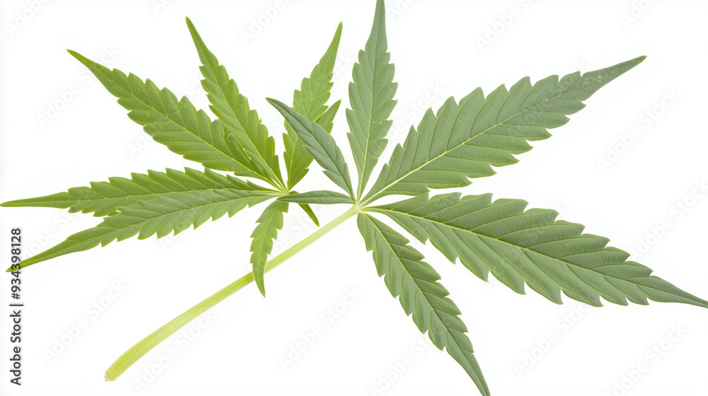 leaf isolated on white background leaf isolated on white background