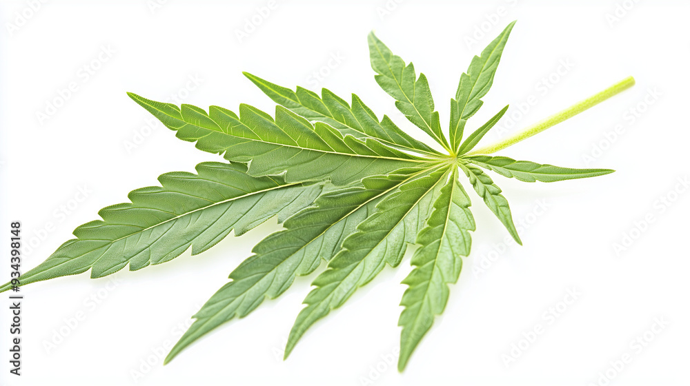 leaf isolated on white background leaf isolated on white background
