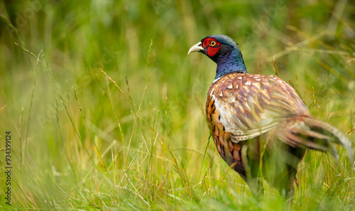 Common pheasant Phasianus colchius Ring-necked pheasant in natural habitat, grassland in early spring photo