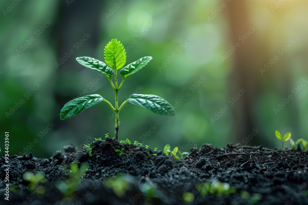 Young green sprout in rich soil under sunlit forest. Bokeh and warm light enhance peaceful ambiance. Concept of growth, ecology, renewal and environmental sustainability, with copy space Young green sprout in rich soil under sunlit forest. Bokeh and warm light enhance peaceful ambiance. Concept of growth, ecology, renewal and environmental sustainability, with copy space