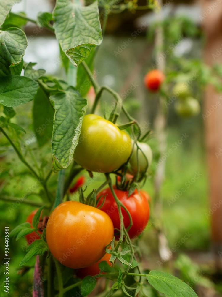 A bunch of tomatoes hanging from a plant. The tomatoes are red, yellow, and green. Concept of abundance and freshness, as the tomatoes are ripe and ready to be picked. Organic garden product A bunch of tomatoes hanging from a plant. The tomatoes are red, yellow, and green. Concept of abundance and freshness, as the tomatoes are ripe and ready to be picked. Organic garden product