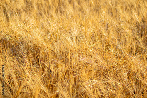 selective focus of a field cultivated with summer barley ripe for harvesting