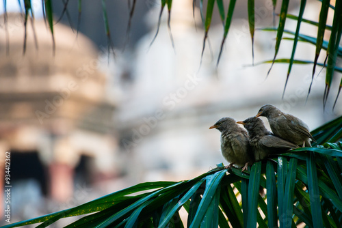 Sparrows in Lodhi Garden - New Delhi, India. The park spreads over 90 acres (360,000 m2), it contains Mohammed Shah's Tomb, the Tomb of Sikandar Lodi, the Shisha Gumbad and the Bara Gumbad. photo