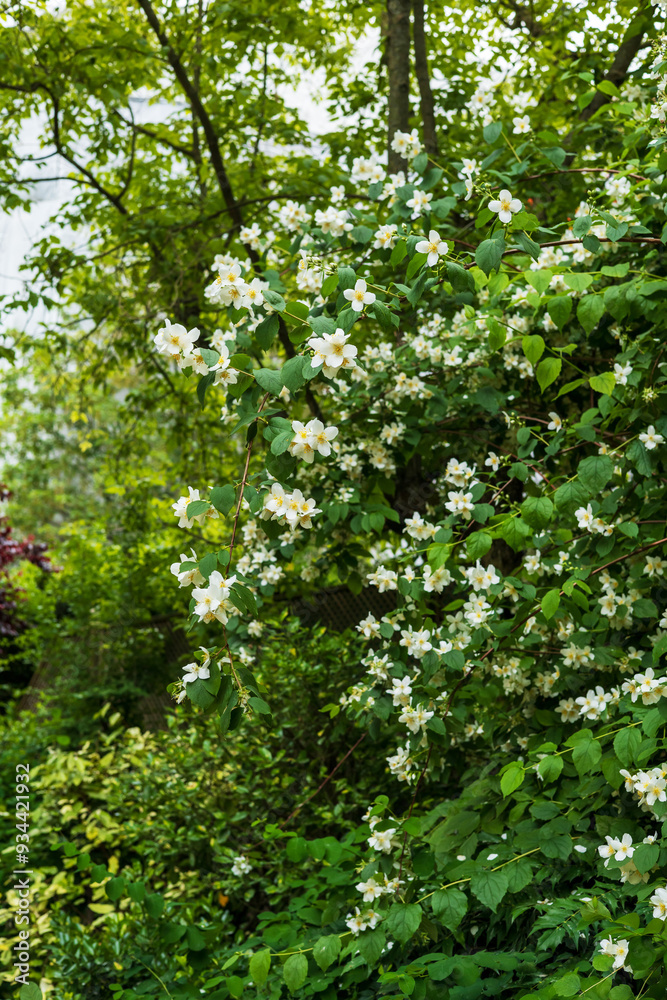 White Jasmine Flowers Blooming on Lush Greenery White Jasmine Flowers Blooming on Lush Greenery