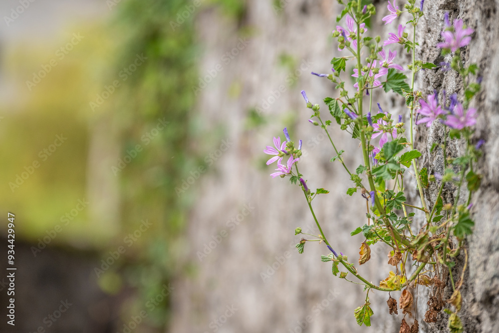 Un village au bord du lac de come en Italie