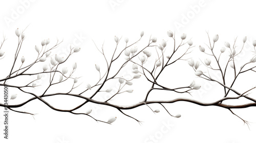 hristmas tree branches, isolated on transparent background.