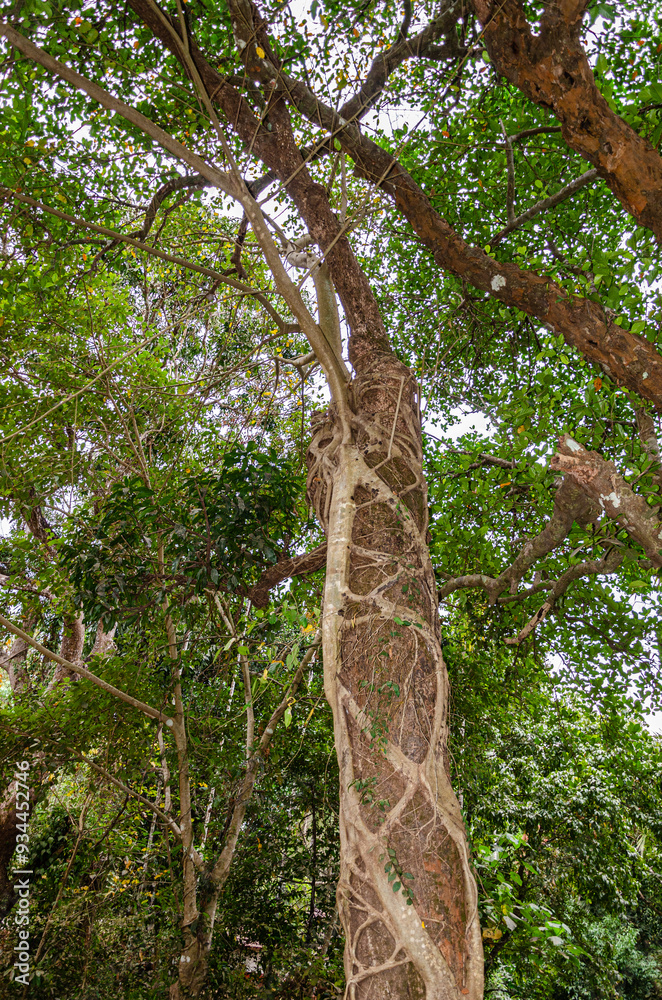 Fototapeta premium Roots of parasitic plant