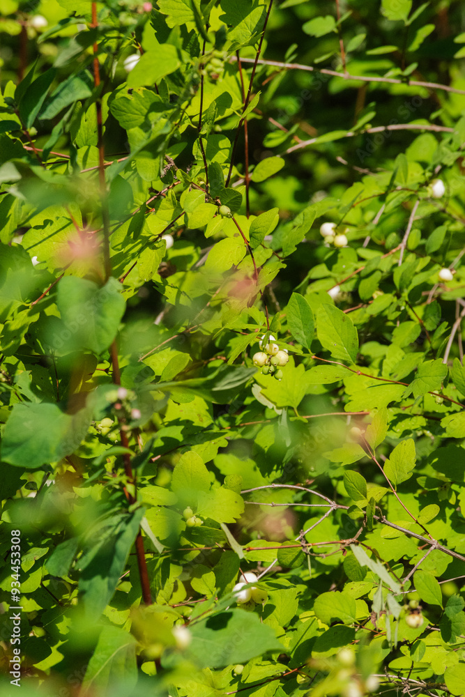 Fototapeta premium common snowberry (Symphoricarpos albus)