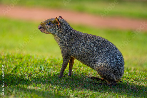 Foto Azara's agouti (Dasyprocta azarae)