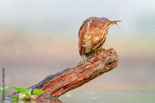 Broken Beak of a Bird Cinnamon Bittern (Ixobrychus cinnamomeus) animal closeup (burung Bambangan Merah atau Puncung Bendang paruhnya patah) photo