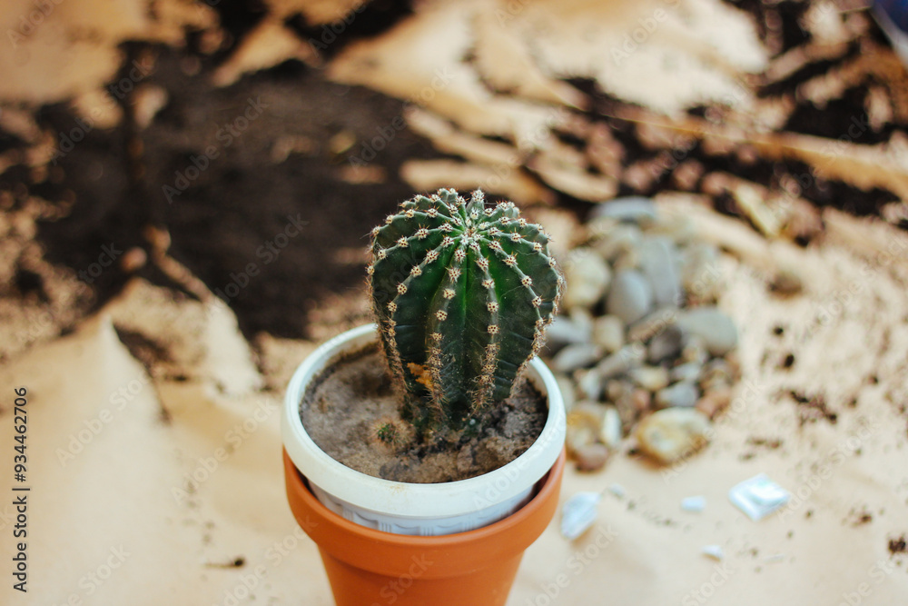 Planting a small cactus in a terracotta pot, surrounded by soil and pebbles, depicting the meticulous care in creating a home garden.