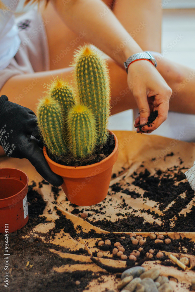 Planting a small cactus in a terracotta pot, surrounded by soil and pebbles, depicting the meticulous care in creating a home garden.