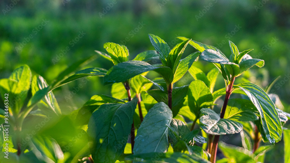 Obraz premium Green Plant Close-up