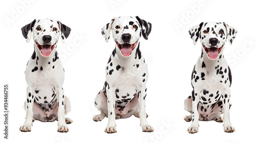 happy dalmatian dog collection (portrait, sitting, standing) isolated on a white background as transparent PNG, animal bundle