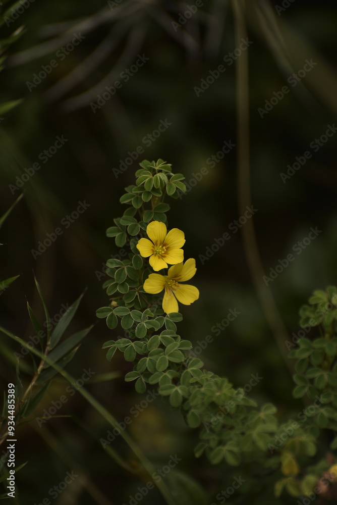 yellow flower yellow flower