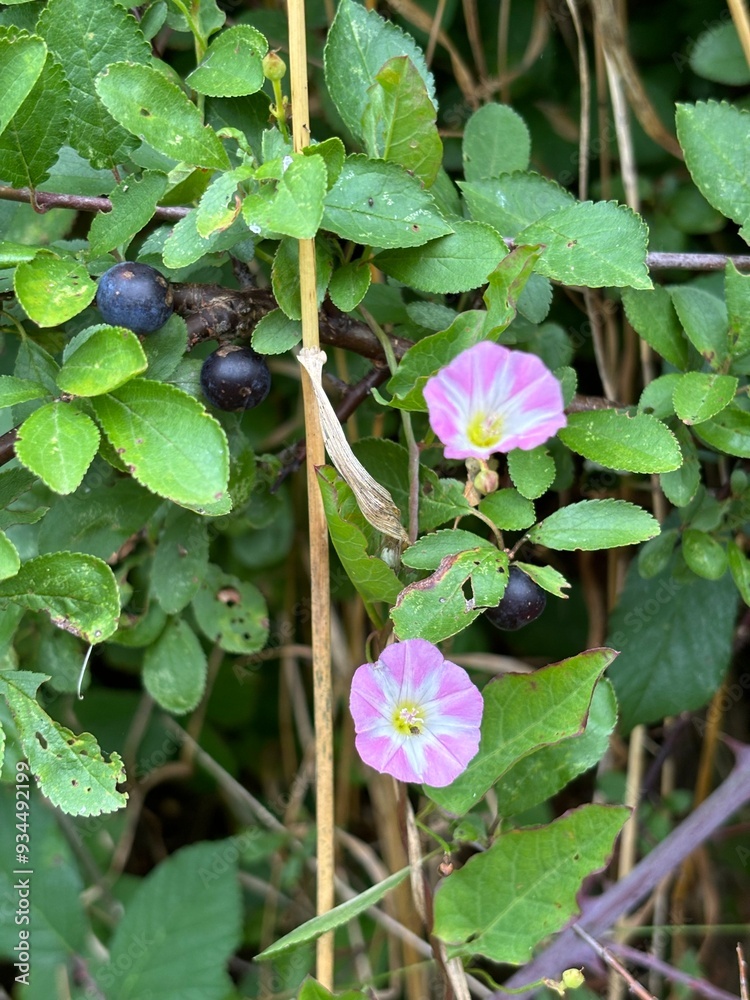 Small pink blooms of a wild plant Small pink blooms of a wild plant