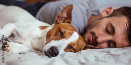 Resting Toy Fox Terrier on Bed Beside Snoozing Owner at Home