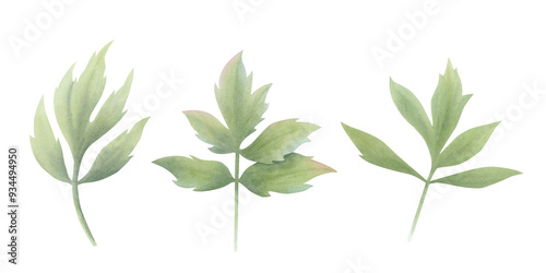 Set of green peony leaves in vintage style on isolated background. Hand drawn watercolor botanical illustration. Clip art for design, cards, labels, invitations, congratulations, packaging, printing