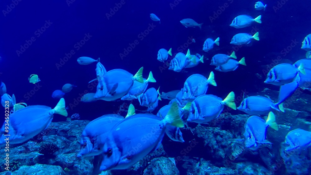 Obraz premium coral reef in the sea, Houston, Texas, USA