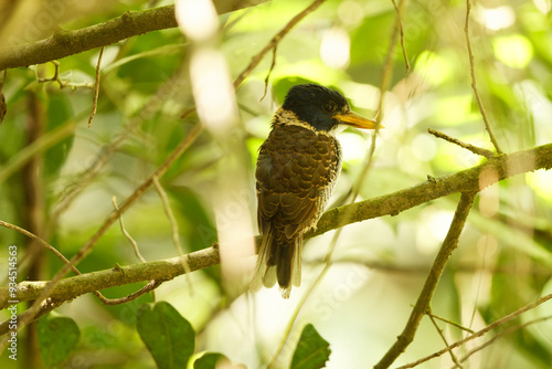 The scaly-breasted kingfisher or regent kingfisher (Actenoides princeps) is a species of bird in the family Alcedinidae endemic to  Sulawesi in Indonesia. photo