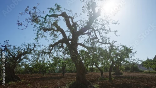 Olive trees in a sunlit orchard in southern italy's puglia region showing their distinct gnarled trunks and expansive branches under a clear blue sky. photo