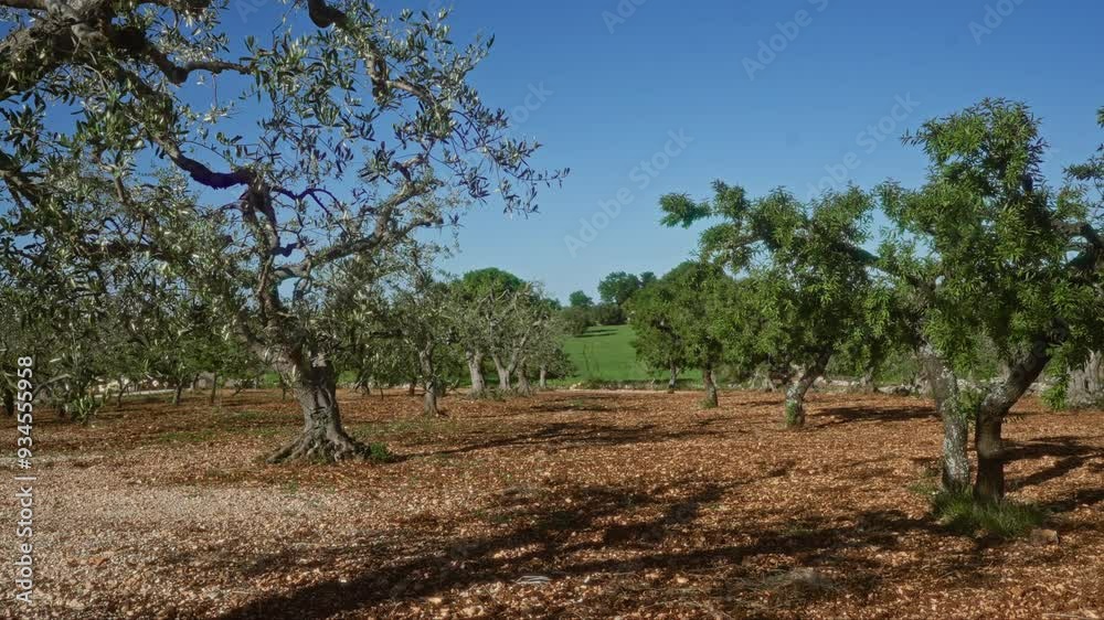 A serene outdoor scene in puglia, italy, showcases a grove of olive trees and almond trees under a clear blue sky, evoking the rich agricultural heritage of southern italy. A serene outdoor scene in puglia, italy, showcases a grove of olive trees and almond trees under a clear blue sky, evoking the rich agricultural heritage of southern italy.