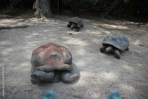 giant galapagos turtles photo