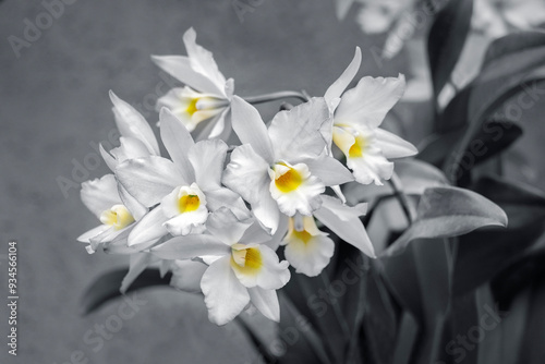 Apple blossom, Iwanagara orchid, USA