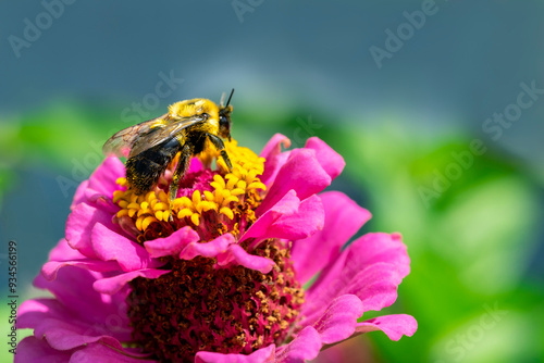 Pink zinnia, USA. photo